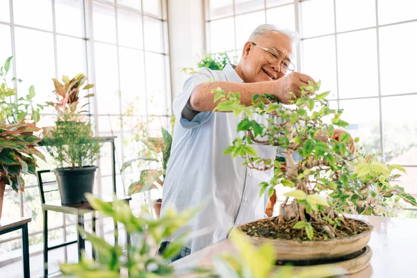 Asian retired grandfather loves to take care of the plants in an indoor garden in the house with a smile and happiness. Retirement activities.