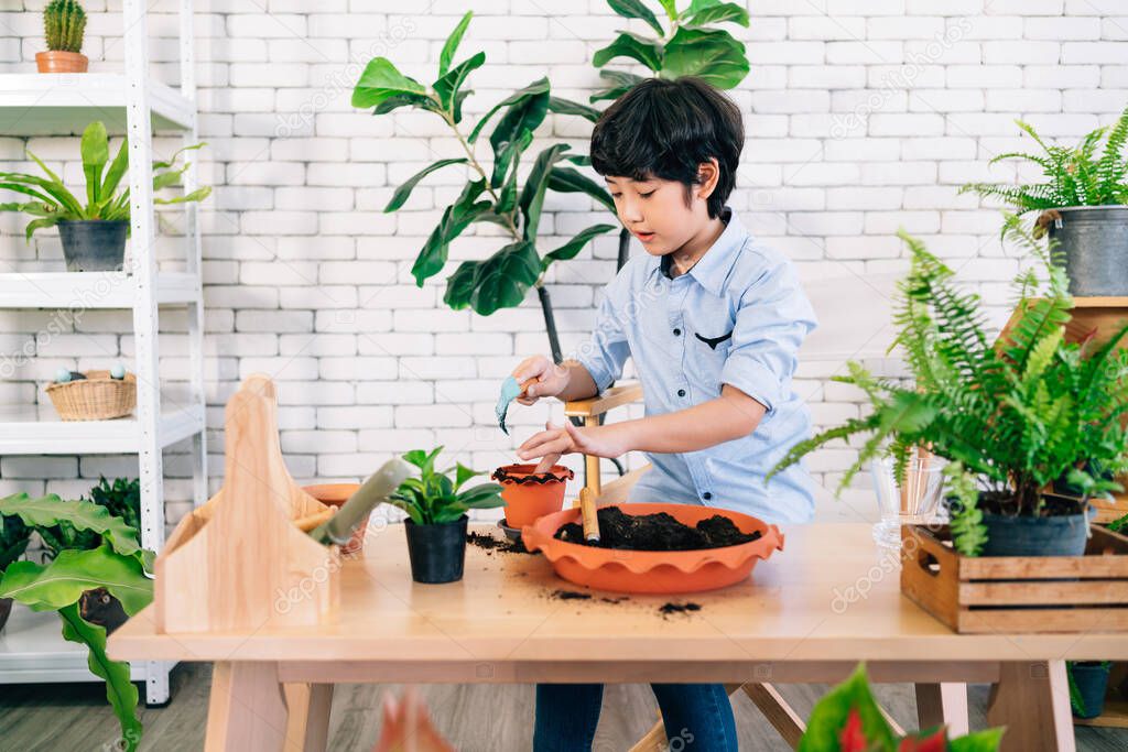 An Asian male kid enjoys taking care of the plants by scooping soil in the pot to prepare for planting in an indoor houseplant at home. Playing by study activities. Child leisure and lifestyle.