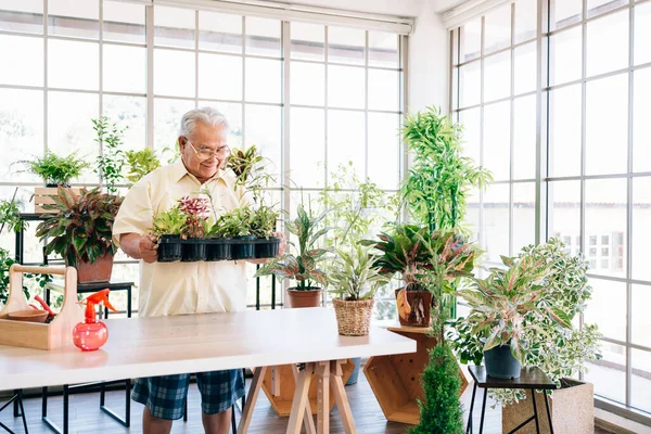 Senior retirement gardener man holding organic seedlings and plants on his hand with smiles and happiness in indoor gardening.