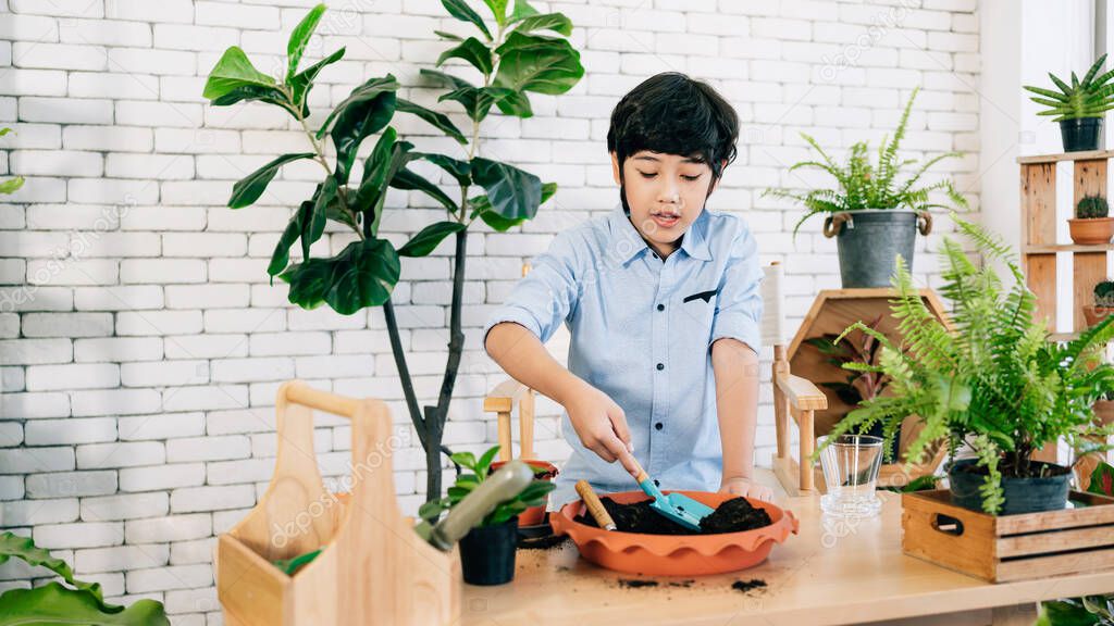 An Asian male kid enjoys taking care of the plants by scooping soil in the pot to prepare for planting in an indoor houseplant at home. Playing by study activities. Child leisure and lifestyle.