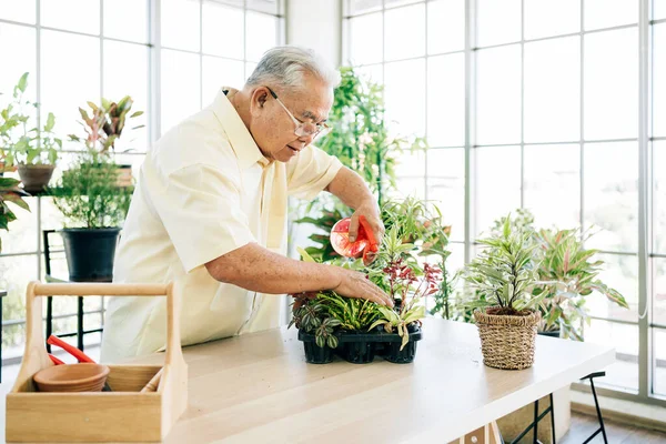 Asiatische Männliche Rentner Lieben Sich Die Pflanzen Kümmern Indem Sie — Stockfoto