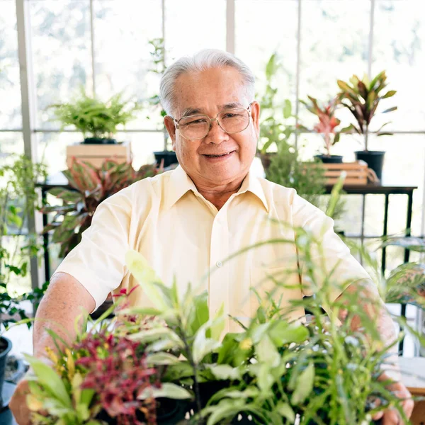 Senior retirement gardener man holding organic seedlings and plants on his hand with smiles and happiness in indoor gardening.