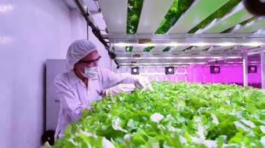 LED ışıkları altında kapalı bir çiftlikte yapraklarla ilgilenen teknisyenler steril ve kontrollü bir çevre tarım tesisinde koruyucu giysiler giyiyorlar..