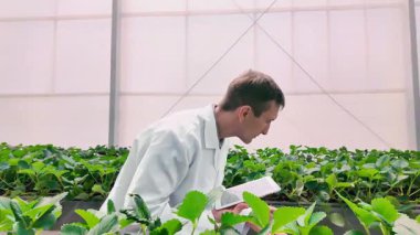 Laboratuvar önlüklü bilim adamları parlak bir seranın içindeki ürünleri inceliyor, modern tarım araştırmaları ve sürdürülebilir gıda üretimini temsil eden yapraklı bitkilerin arasında notlar alıyor..