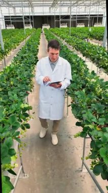 Beyaz laboratuar önlüklü bir tarımcı tablet kullanarak sera mahsullerini teftiş ediyor, kapalı alanda kontrollü bir tarım ortamında yüksek bir tarla koridorunda yürüyor..