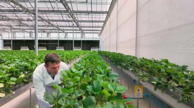 Laboratuvar önlüklü bilim adamları parlak bir seranın içindeki ürünleri inceliyor, modern tarım araştırmaları ve sürdürülebilir gıda üretimini temsil eden yapraklı bitkilerin arasında notlar alıyor..