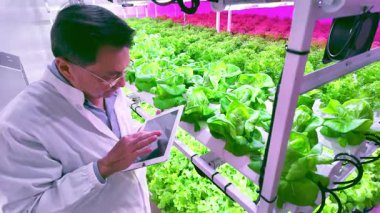 LED ışıkları altında yüksek teknolojili kapalı bir çiftlikteki yapraklı yeşillikleri inceleyen bilim adamları, sürdürülebilir kentsel tarım için kontrollü bir çevrede bitki sağlığı ve büyümeyi izliyorlar..