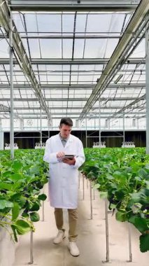 Laboratuvar önlüklü bir tarımcı modern hidroponik serada yetişen çilekleri incelemek için bir tablet kullanır, hassas tarımı, ekin denetimini ve sürdürülebilir gıda üretimini gösterir..
