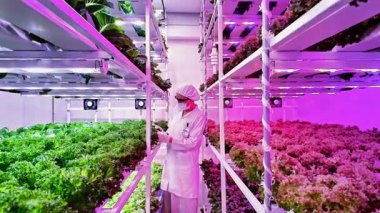 Bilim adamı LED ışıkları altında dikey bir hidrofonik çiftlikteki yapraklı yeşillikleri inceliyor. Modern tarım yeniliği, akıllı teknolojiler kullanılarak kentsel ortamlarda temiz ve sürdürülebilir gıda üretimini sağlar..