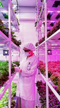 Bilim adamı LED ışıkları altında dikey bir hidrofonik çiftlikteki yapraklı yeşillikleri inceliyor. Modern tarım yeniliği, akıllı teknolojiler kullanılarak kentsel ortamlarda temiz ve sürdürülebilir gıda üretimini sağlar..