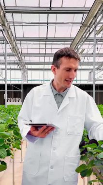 Laboratuvar önlüklü bir tarımcı modern hidroponik serada yetişen çilekleri incelemek için bir tablet kullanır, hassas tarımı, ekin denetimini ve sürdürülebilir gıda üretimini gösterir..