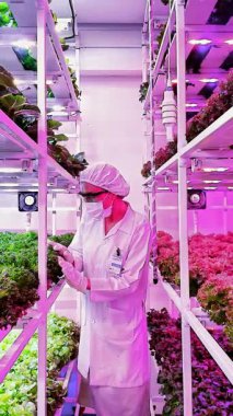 Bilim adamı LED ışıkları altında dikey bir hidrofonik çiftlikteki yapraklı yeşillikleri inceliyor. Modern tarım yeniliği, akıllı teknolojiler kullanılarak kentsel ortamlarda temiz ve sürdürülebilir gıda üretimini sağlar..