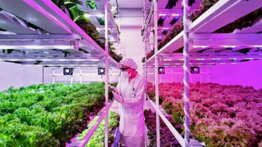 Bilim adamı LED ışıkları altında dikey bir hidrofonik çiftlikteki yapraklı yeşillikleri inceliyor. Modern tarım yeniliği, akıllı teknolojiler kullanılarak kentsel ortamlarda temiz ve sürdürülebilir gıda üretimini sağlar..
