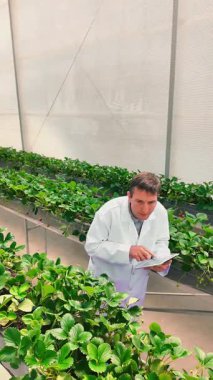 Laboratuvar önlüklü bir tarımcı modern hidroponik serada yetişen çilekleri incelemek için bir tablet kullanır, hassas tarımı, ekin denetimini ve sürdürülebilir gıda üretimini gösterir..