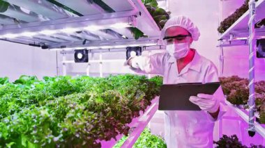 Bilim adamı LED ışıkları altında dikey bir hidrofonik çiftlikteki yapraklı yeşillikleri inceliyor. Modern tarım yeniliği, akıllı teknolojiler kullanılarak kentsel ortamlarda temiz ve sürdürülebilir gıda üretimini sağlar..