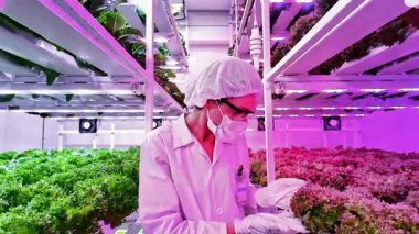Bilim adamı LED ışıkları altında dikey bir hidrofonik çiftlikteki yapraklı yeşillikleri inceliyor. Modern tarım yeniliği, akıllı teknolojiler kullanılarak kentsel ortamlarda temiz ve sürdürülebilir gıda üretimini sağlar..