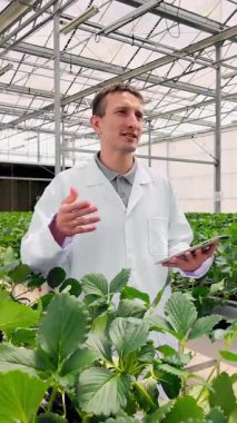 Laboratuvar önlüklü bir tarımcı modern hidroponik serada yetişen çilekleri incelemek için bir tablet kullanır, hassas tarımı, ekin denetimini ve sürdürülebilir gıda üretimini gösterir..