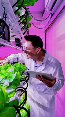 Laboratuar önlüklü araştırmacılar, dikey bir çiftlikteki hidrofonik marulu kontrol ediyor. Pembe LED ışıkları altında, kapalı bir ortamda bitki sağlığını izlemek için bir tablet kullanıyor..