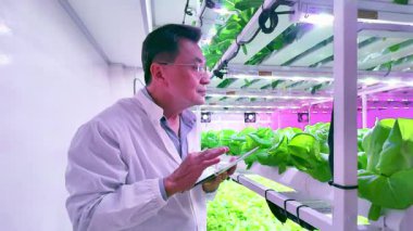 Laboratuvar önlüklü bir teknisyen, LED ışıkları ve hidroponik rafları olan kapalı bir çiftlikteki marulu incelemek için bir tablet kullanıyor..