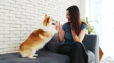 Kanepede oturan bir kadın, beyaz tuğla bir duvar ve bitkiyle uzanan ve parlak bir oturma odasında yüzünü yalayan bir Corgi ile oynar..