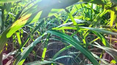 Güneşli bir şeker kamışı tarlasına yakın çekim yapın. Uzun yeşil yapraklar ve güçlü saplar yoğun bir tropikal gölgelik oluşturur..