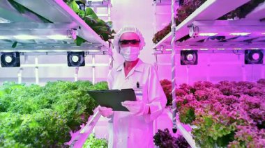 Laboratuvar kıyafetli bilim adamları, kapalı bir çiftlikte dikey yapraklı yeşillikleri inceliyor. Pembe LED ışıkları altında, hidrofonik raflar ve sensörlerle çevrili..