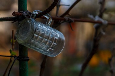Bulutlu bir günde bulanık bir üzüm dalında cam şeffaf bardak.