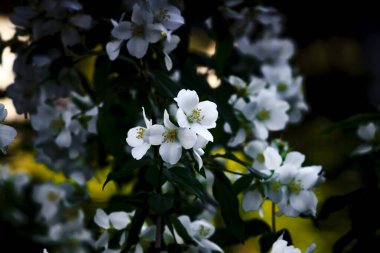 Beyaz yasemin çalıları