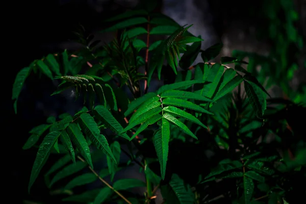 Junge Grüne Blätter Eines Busches — Stockfoto