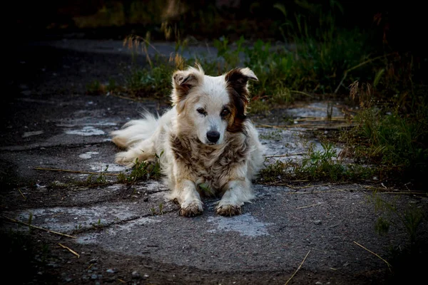 Cão Rua Coloração Preto Branco Dia Ensolarado — Fotografia de Stock