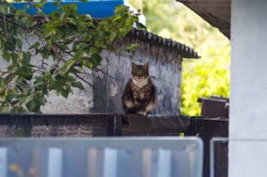 Kedi, binanın arka planında çitin üzerinde oturuyor.