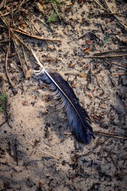 Güneşli bir günde kumdaki bir karga tüyü