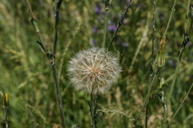 Büyük beyaz karahindiba çimlerin üzerinde güneşli bir yaz gününde