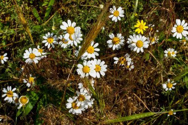 Güneşli bir günde papatyalar