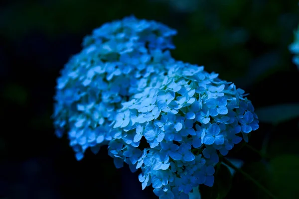 Vita Blommor Sval Nyans — Stockfoto