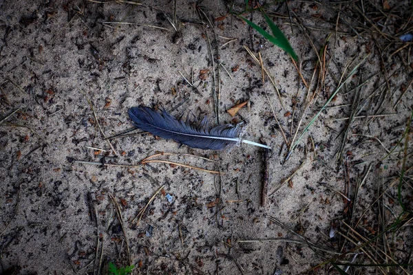 Black Feather Crow Sand Sunny Day — Stock Photo, Image