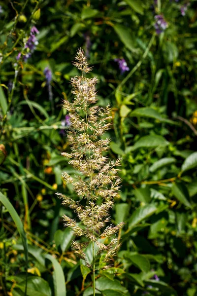 草原の上の高さの高い草の中の草原の青草 — ストック写真