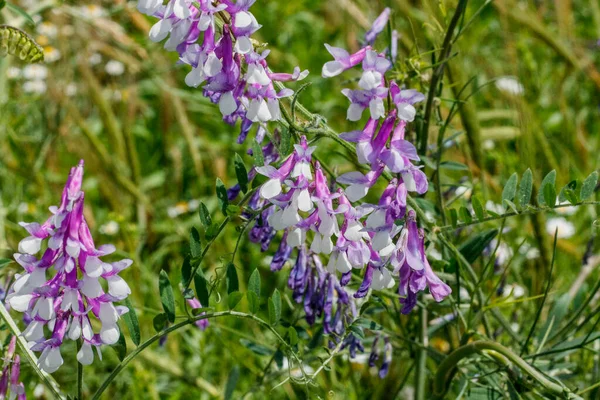 Summer Wildflowers Purple Bell Shaped — Stock Photo, Image