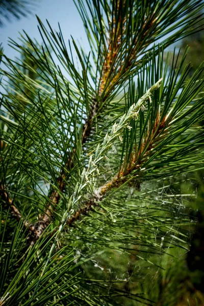 Соснові Гілки Дикі Рослини Фоні Лісу Сонячний День — стокове фото