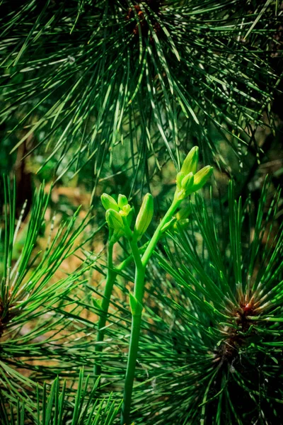 Botões Plantas Fundo Pinheiros Floresta — Fotografia de Stock