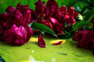 Sarı ve çimenli arka planda bir buket şakayık.