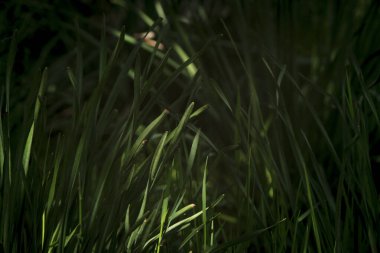 Güneşli bir günde, gölgede yeşil çimenler