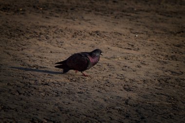 Güvercinler nehir kıyısında yürür