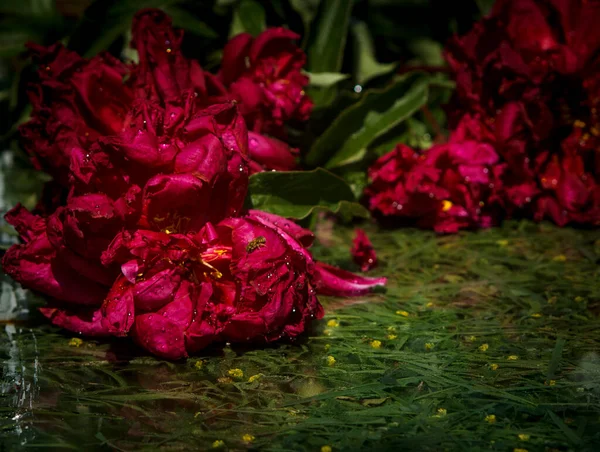 Bouquet Violet Pivoine Sur Herbe Dans Jardin — Photo