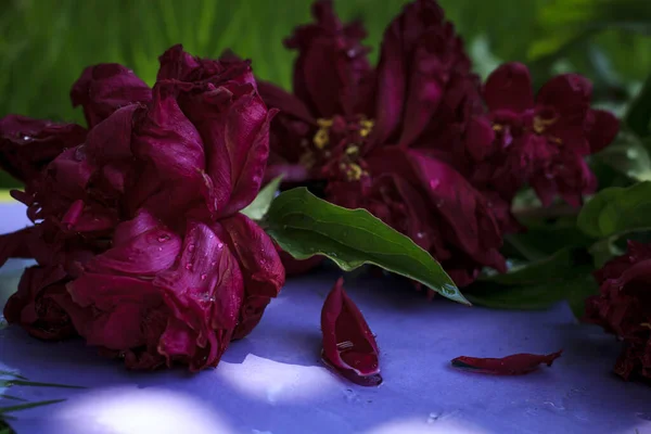 紫色の背景に牡丹の花束 芝生の背景がぼやけている夏の木の木陰の写真 — ストック写真