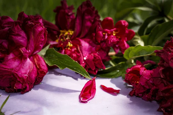 晴れた日に草の中の牡丹の花束 — ストック写真