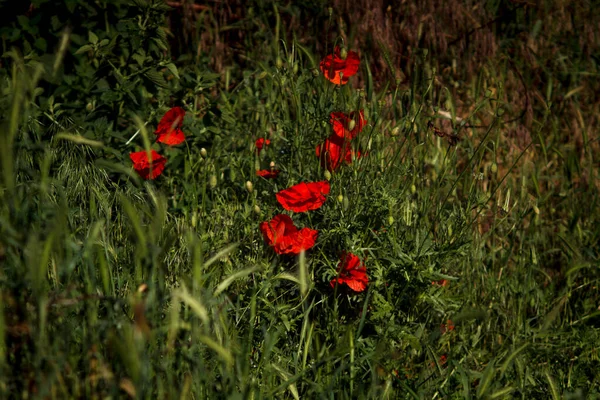 Mohn Vor Dem Hintergrund Des Unkrauts Adler — Stockfoto