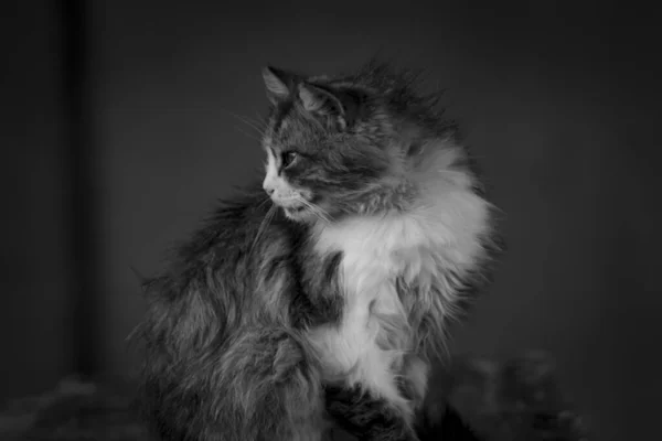家猫的黑白照片 — 图库照片