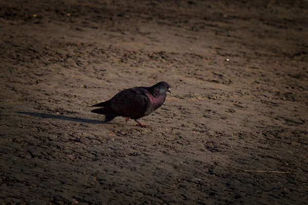 Des Pigeons Marchent Long Rivière — Photo