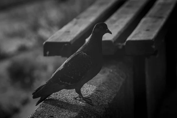 Colombe Sur Sable Noir Blanc Photographie — Photo